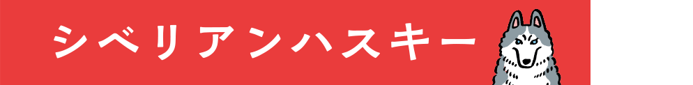 シベリアンハスキー